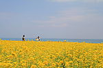 油菜花