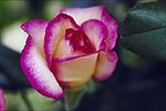 鲜花
