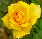 月季花
