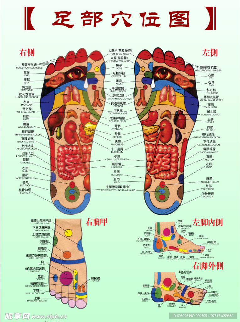 足疗穴位图