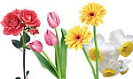 水仙花玫瑰郁金香菊花图