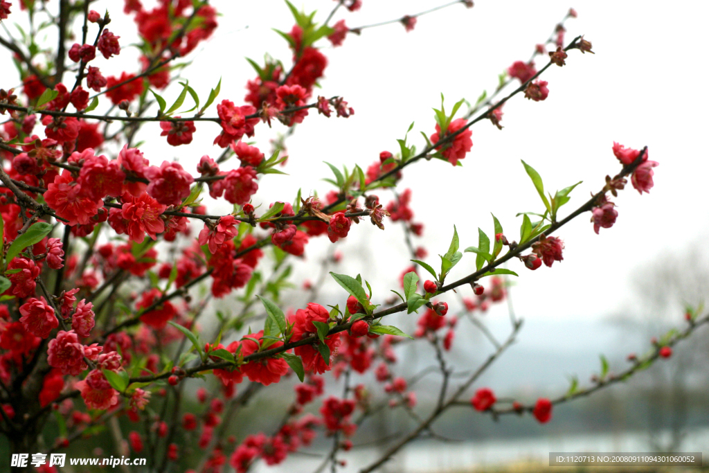 桃花