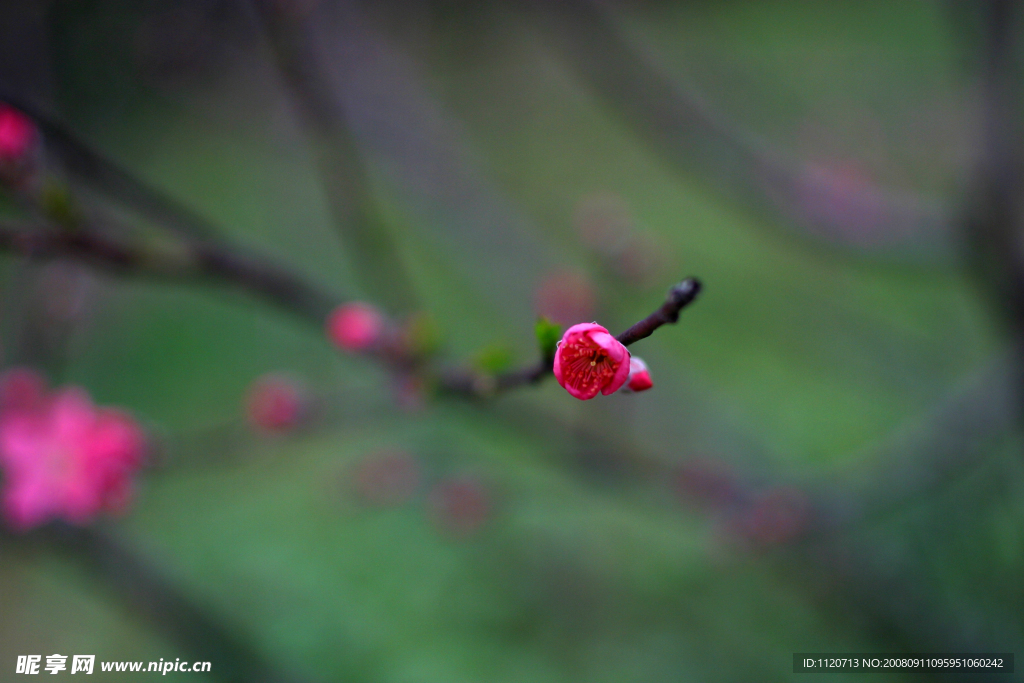 桃花