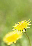 野菊花