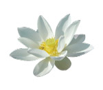 白莲花~~~