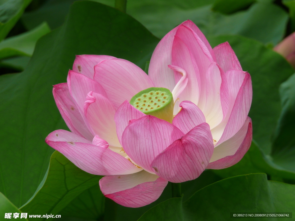 荷花