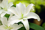 清新百合花