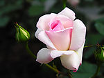 蔷薇花苞