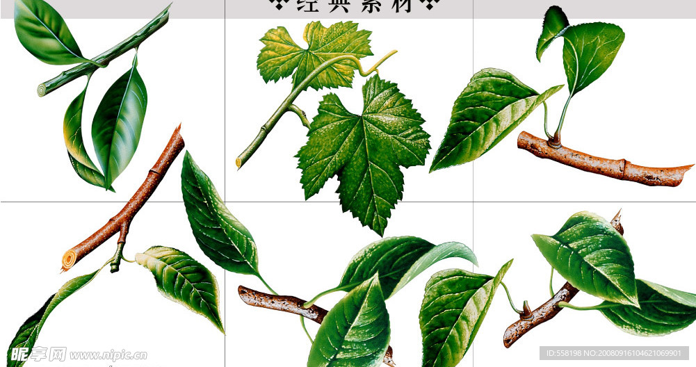 植物（树枝树叶）