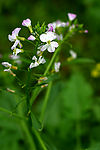 小花