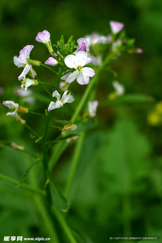 小花