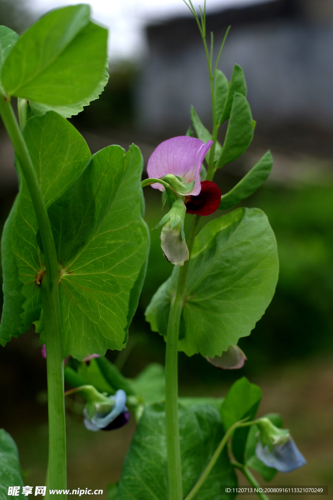 小花