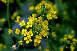 油菜花