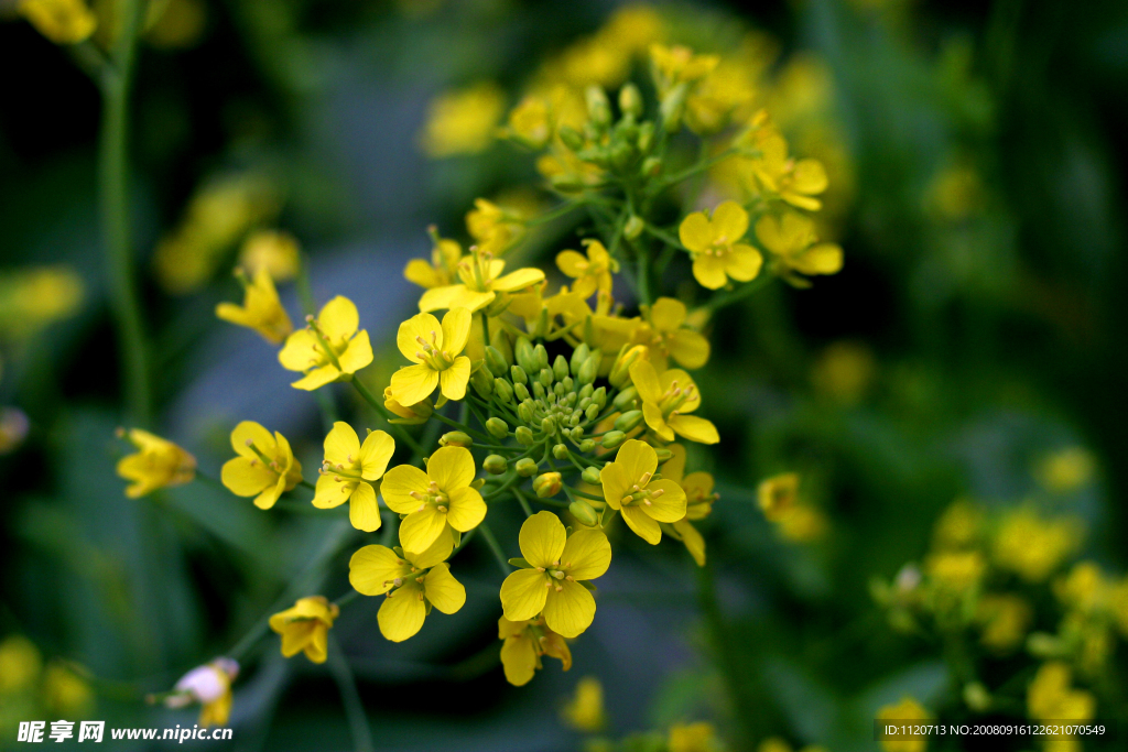油菜花