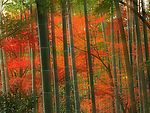 日本京都岚山公园竹林