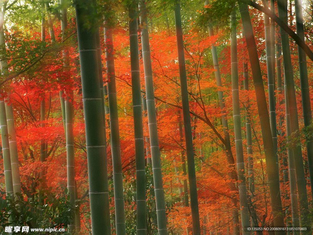 日本京都岚山公园竹林