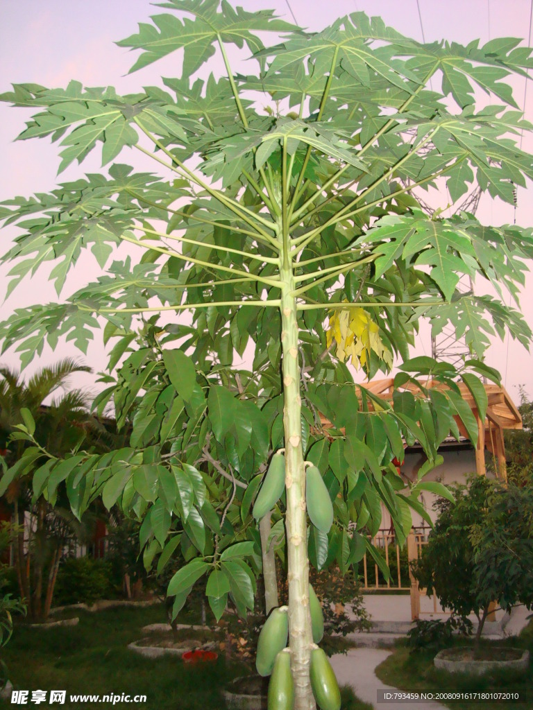 木瓜树