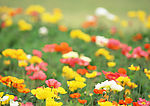 春天的花