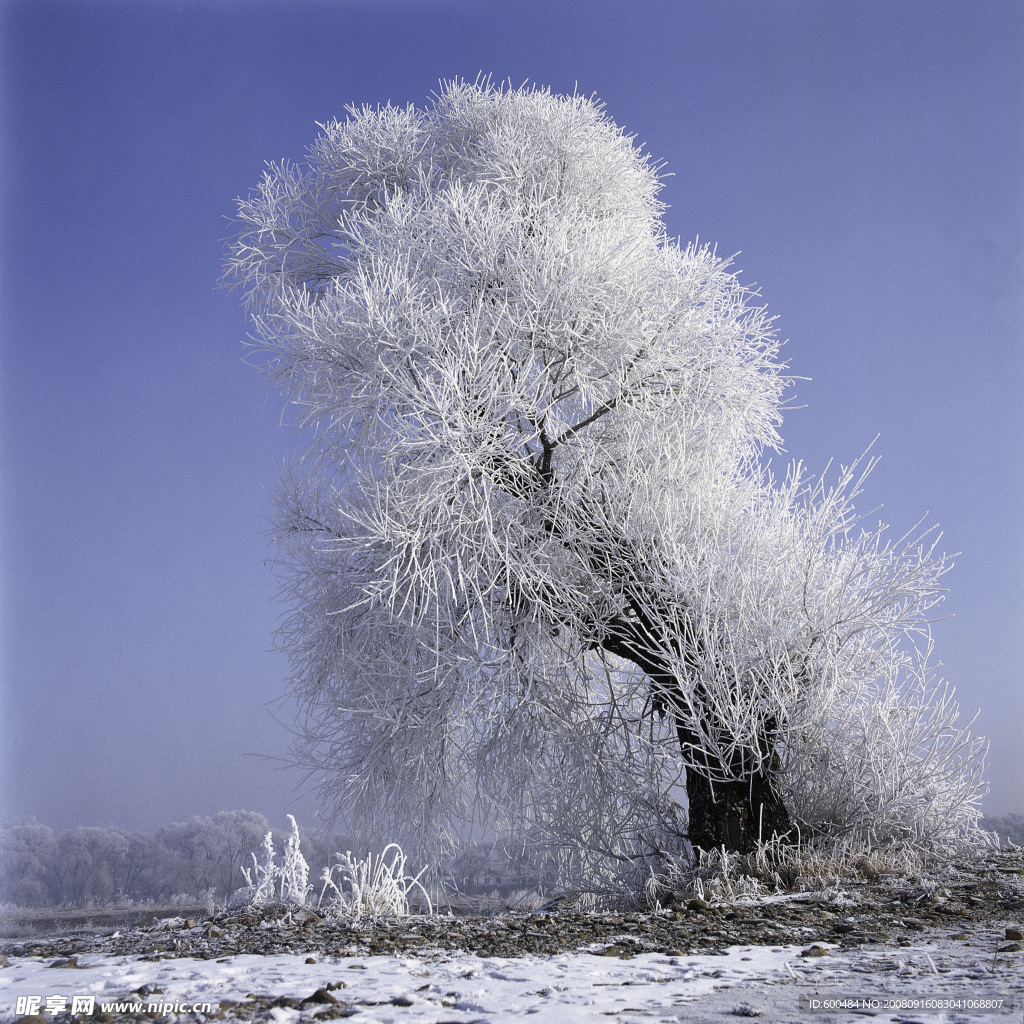 银装素裹  雪景