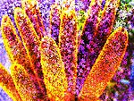 鲜花