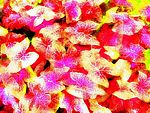 鲜花