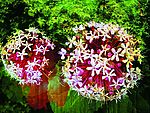 鲜花