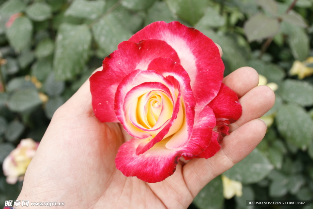 鲜花