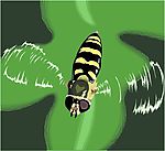 蜜蜂