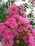 红花