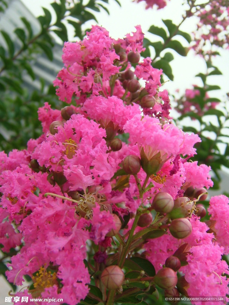 红花