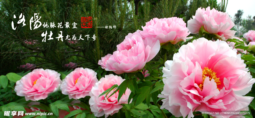 洛阳牡丹