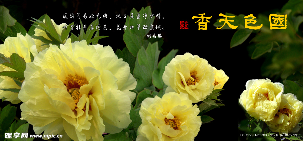 洛阳牡丹