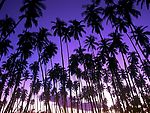 夏威夷棕榈林黄昏奇景