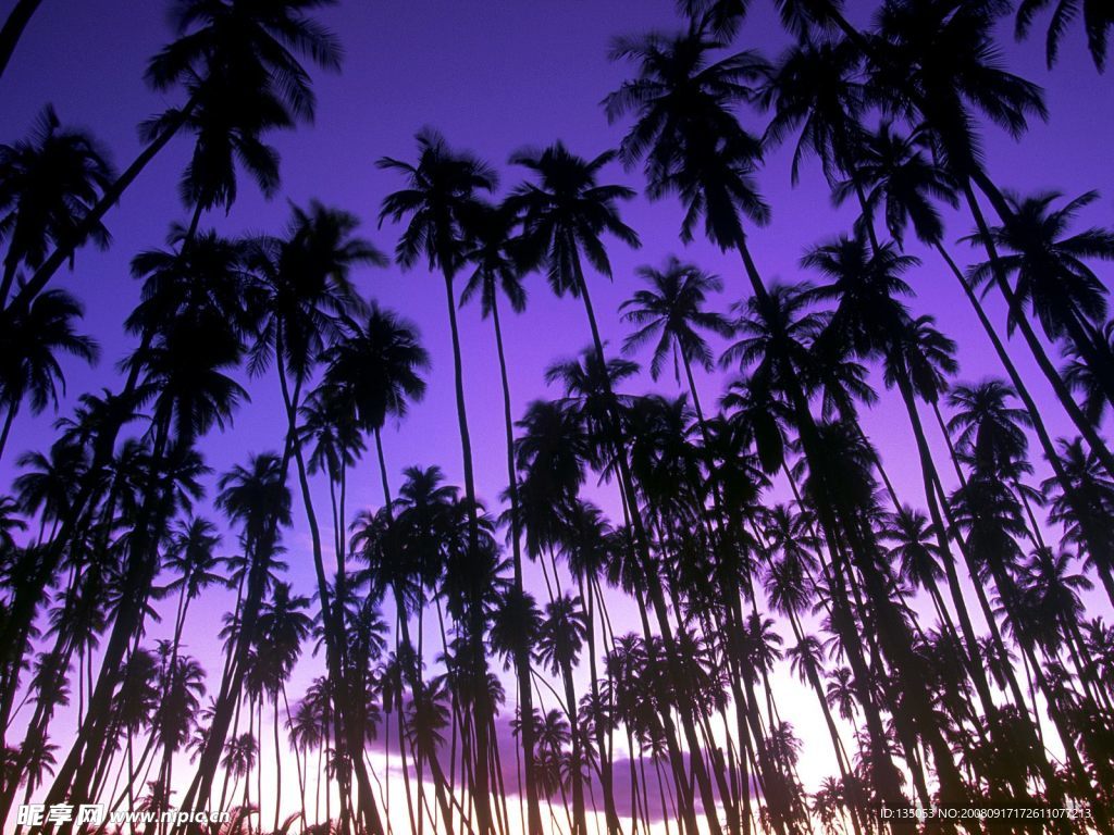 夏威夷棕榈林黄昏奇景