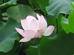 西湖荷韵