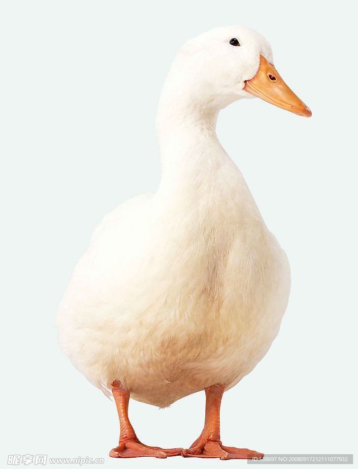 鹅