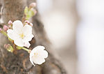清新野生花卉植物写真