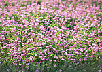 春天的花