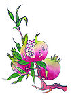 国画 花果 石榴