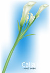 百合花