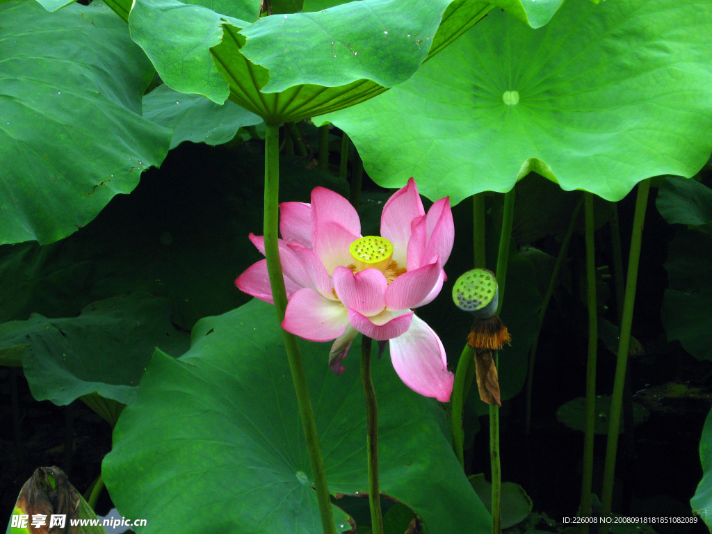 西湖 荷花