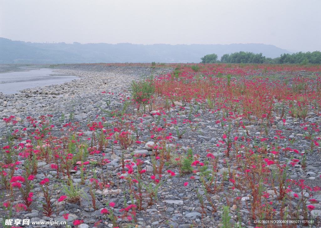花遍布山野