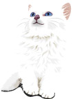 可爱的小猫