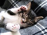 动物 猫咪