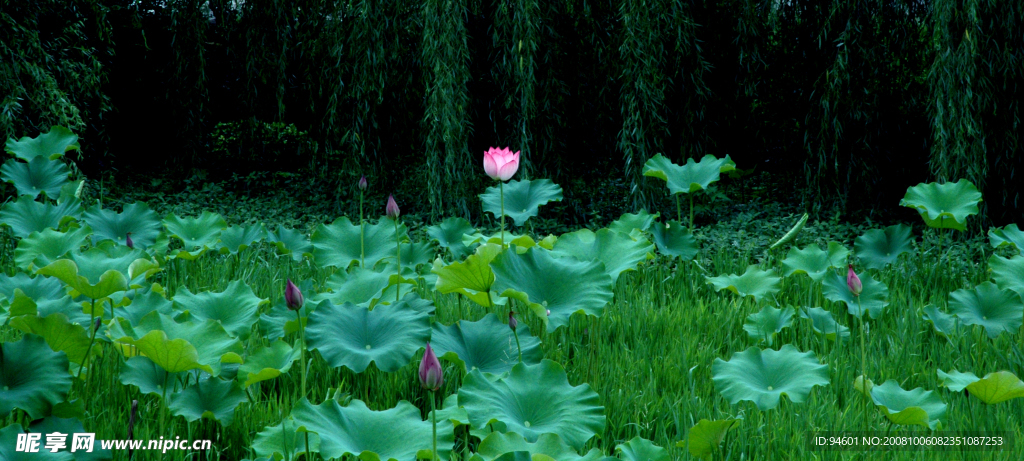 荷花