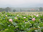 广昌莲花节