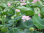广昌莲花节