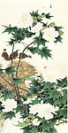芙蓉