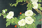 牵牛花