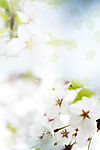 CG背景SPA